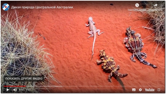 Дикая природа Центральной Австралии
