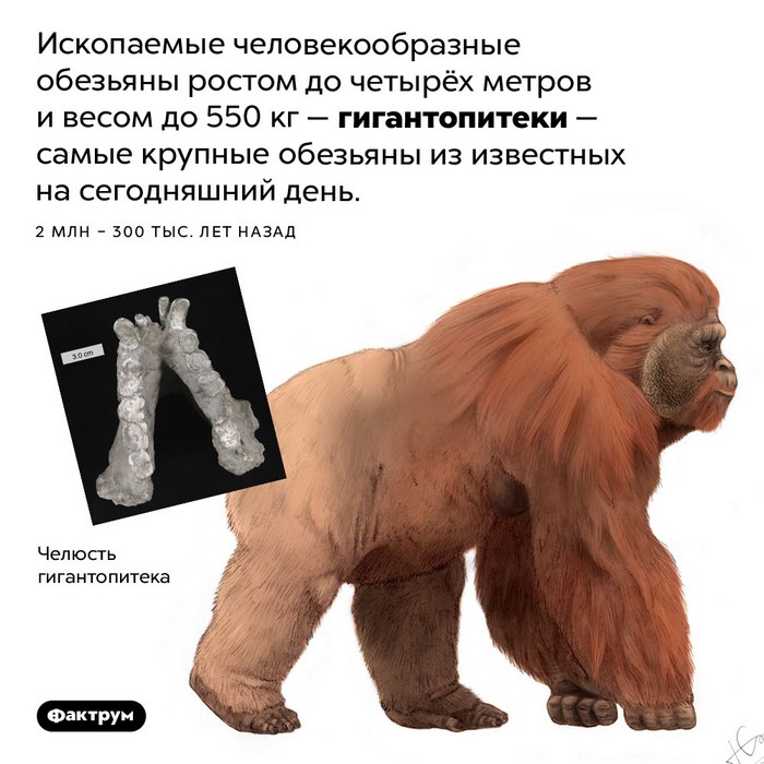 факт картинка