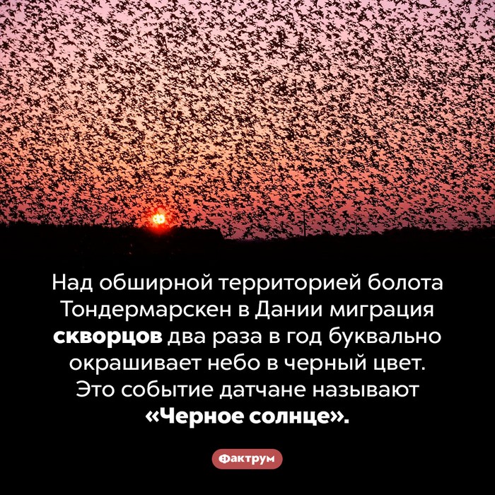 факт картинка