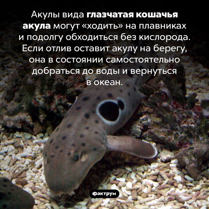 факт картинка