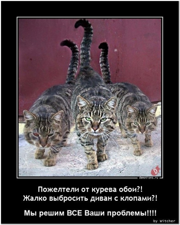 демотиватор