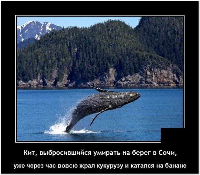 демотиватор