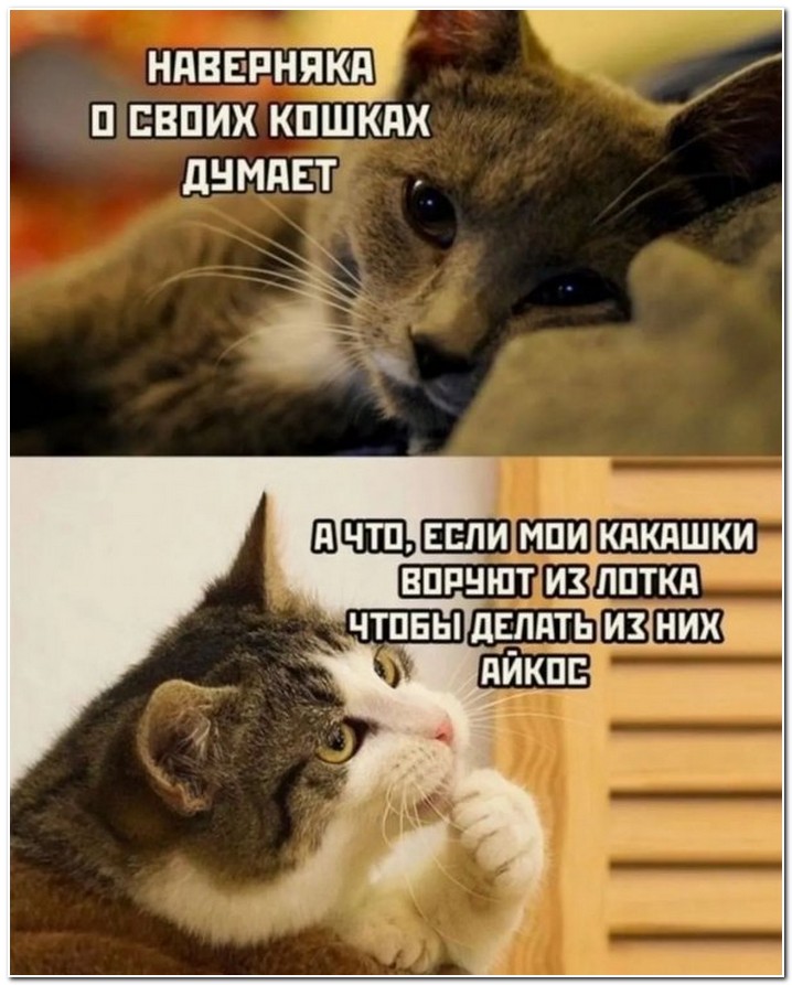 Картинки с приколами » Приколы, юмор, фото и видео приколы, красивые ...