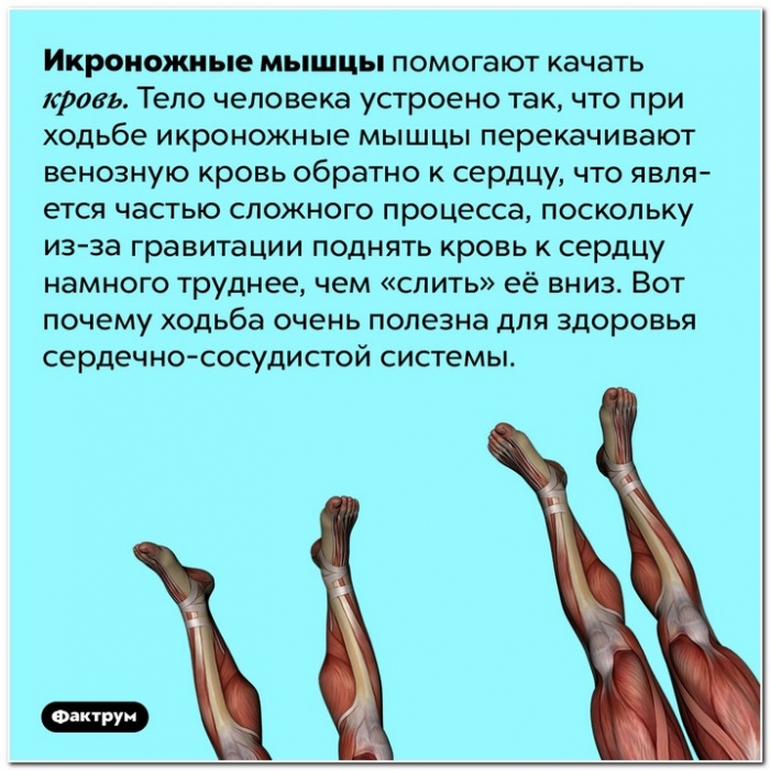 Факты в картинках