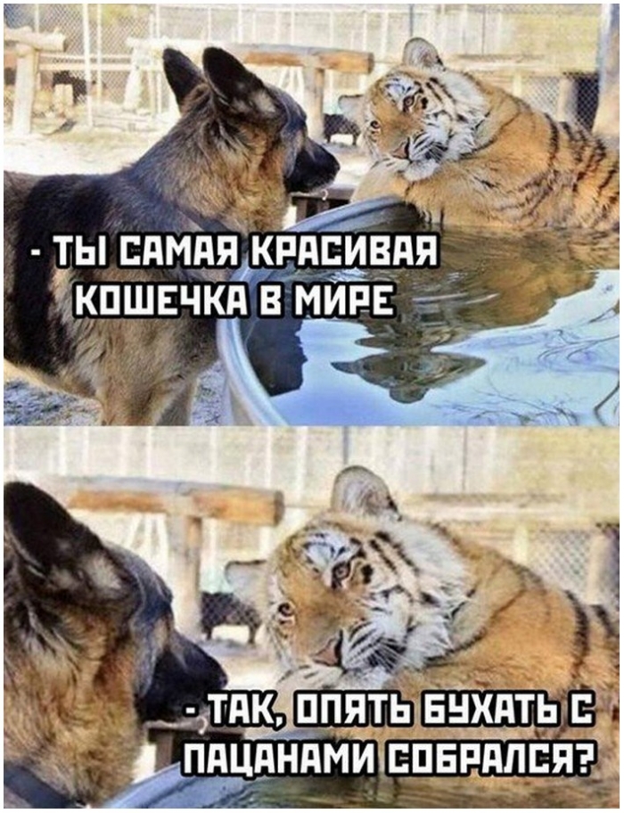 фото прикол