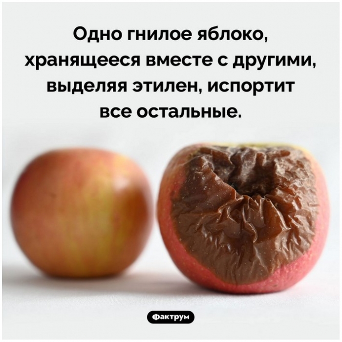 Факты в картинках