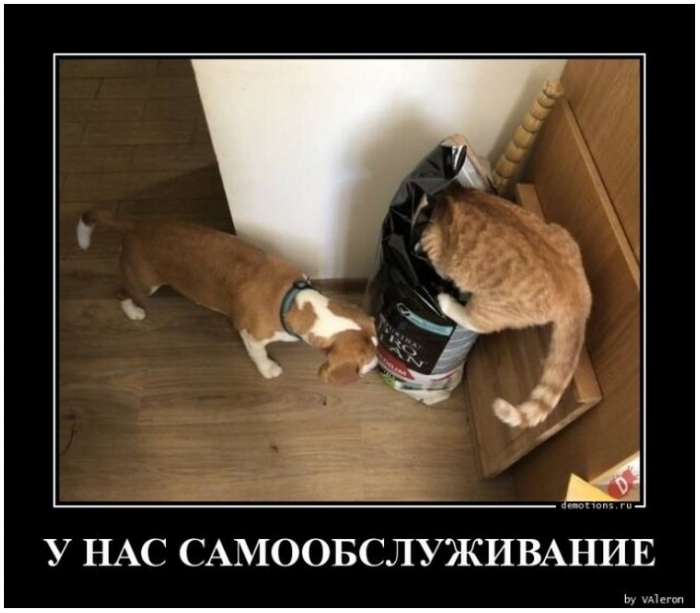 демотиватор