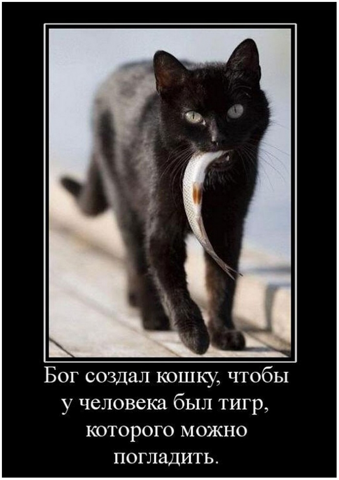 демотиватор