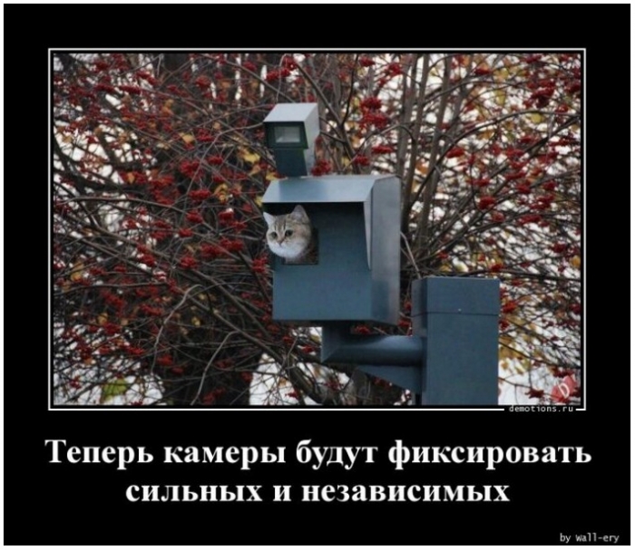 демотиватор