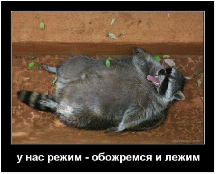 прикольный демотиватор