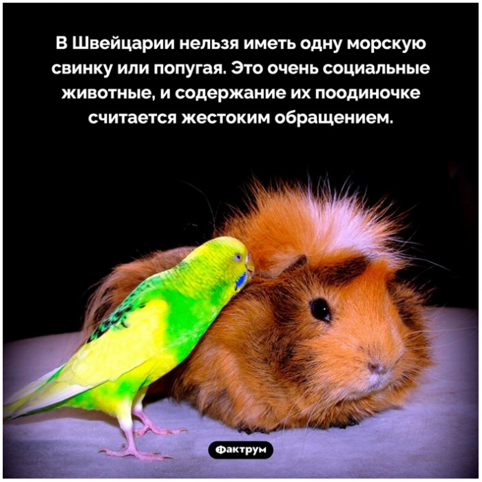 Факты в картинках