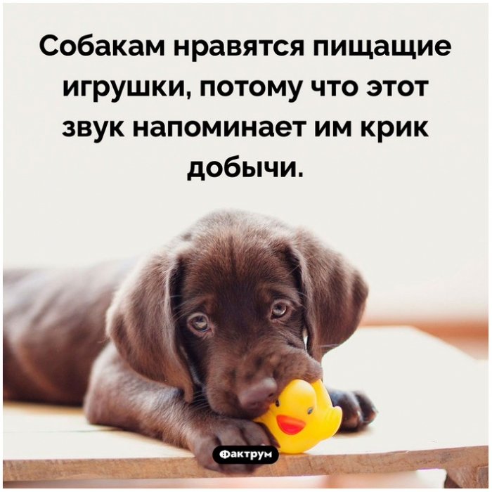 Познавательные факты