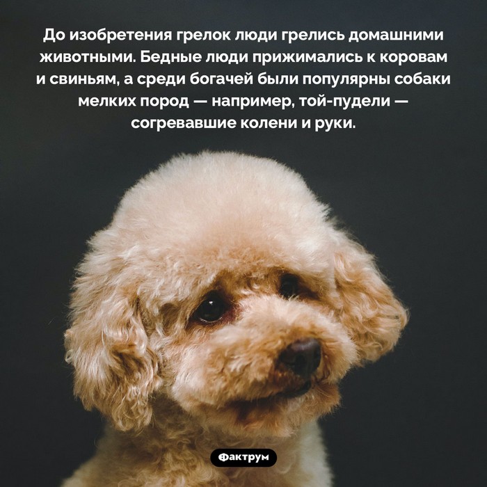 Интересные факты в картинках