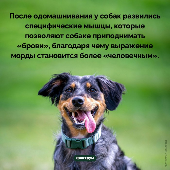Факты в картинках обо всем
