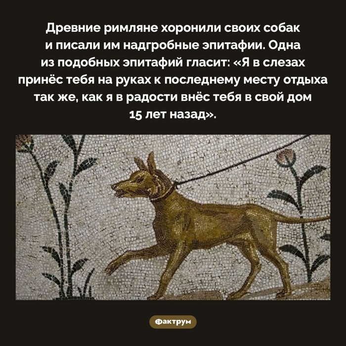 Факты обо всем в картинках!