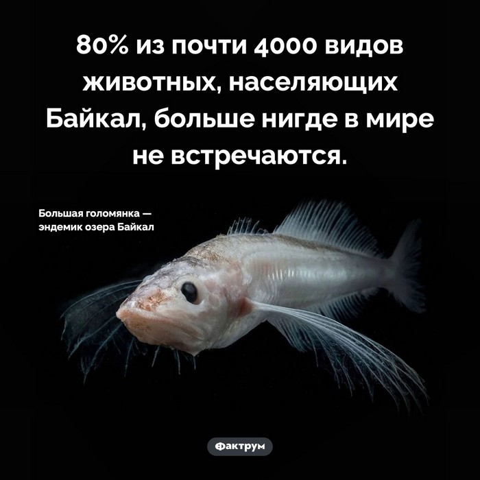 Познавательные факты