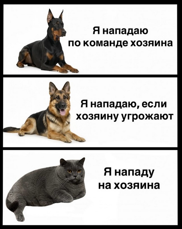 Прикольные картинки