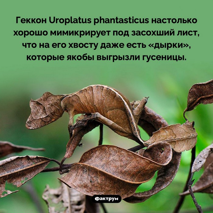 Интересные и удивительные факты обо всем (очередная подборка)