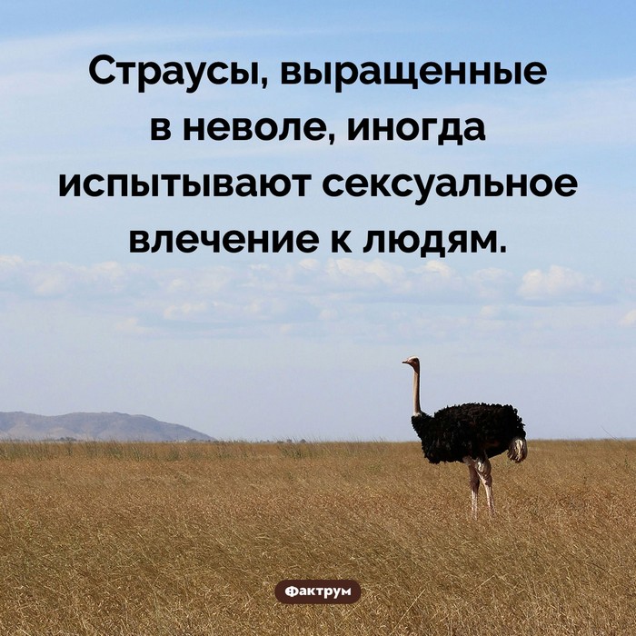 Факты интересные и занимательные