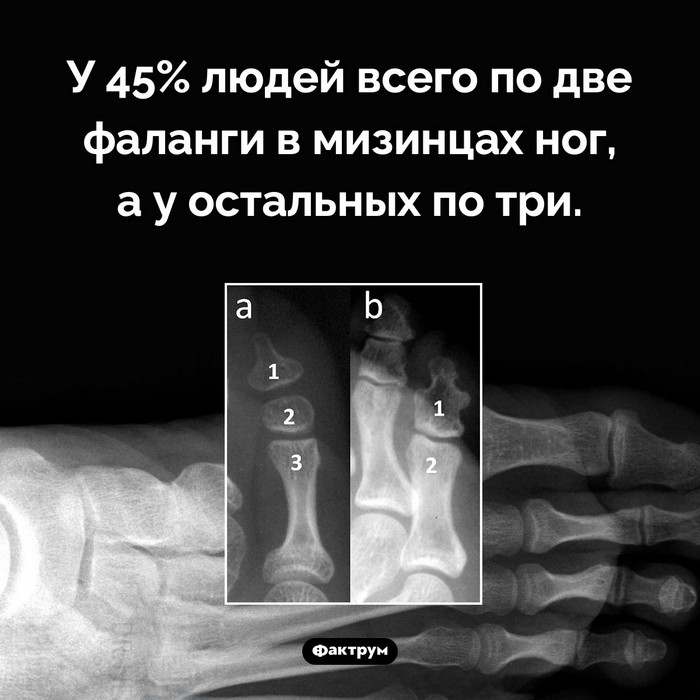 Факты в картинках