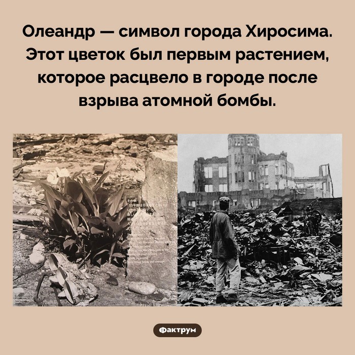 Занимательные факты