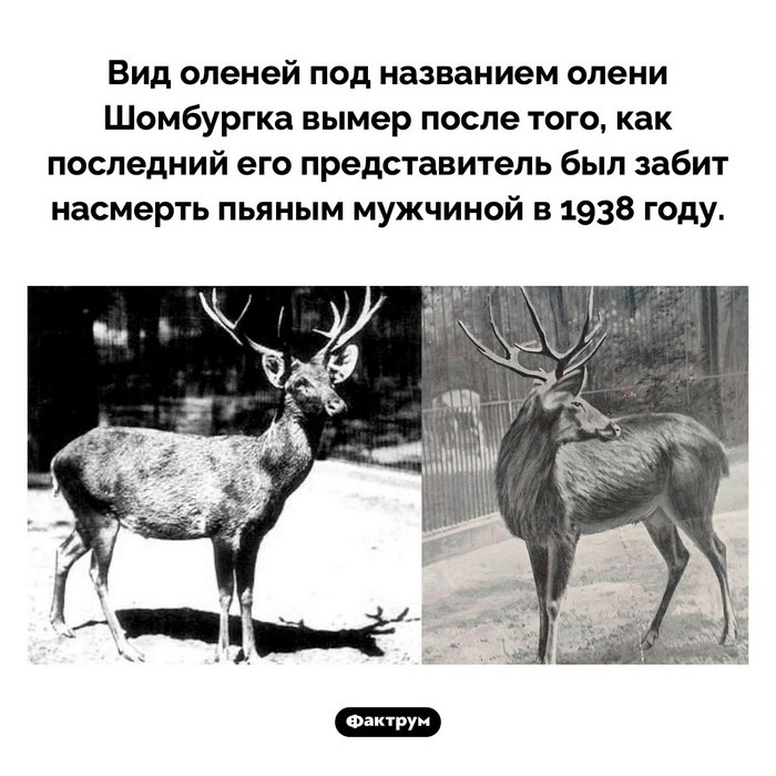 Интересные факты обо всем (очередная подборка)